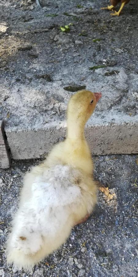 La Gallina Nel Castello Citr Oo9002-Beb Oo11 Albenga Exterior photo